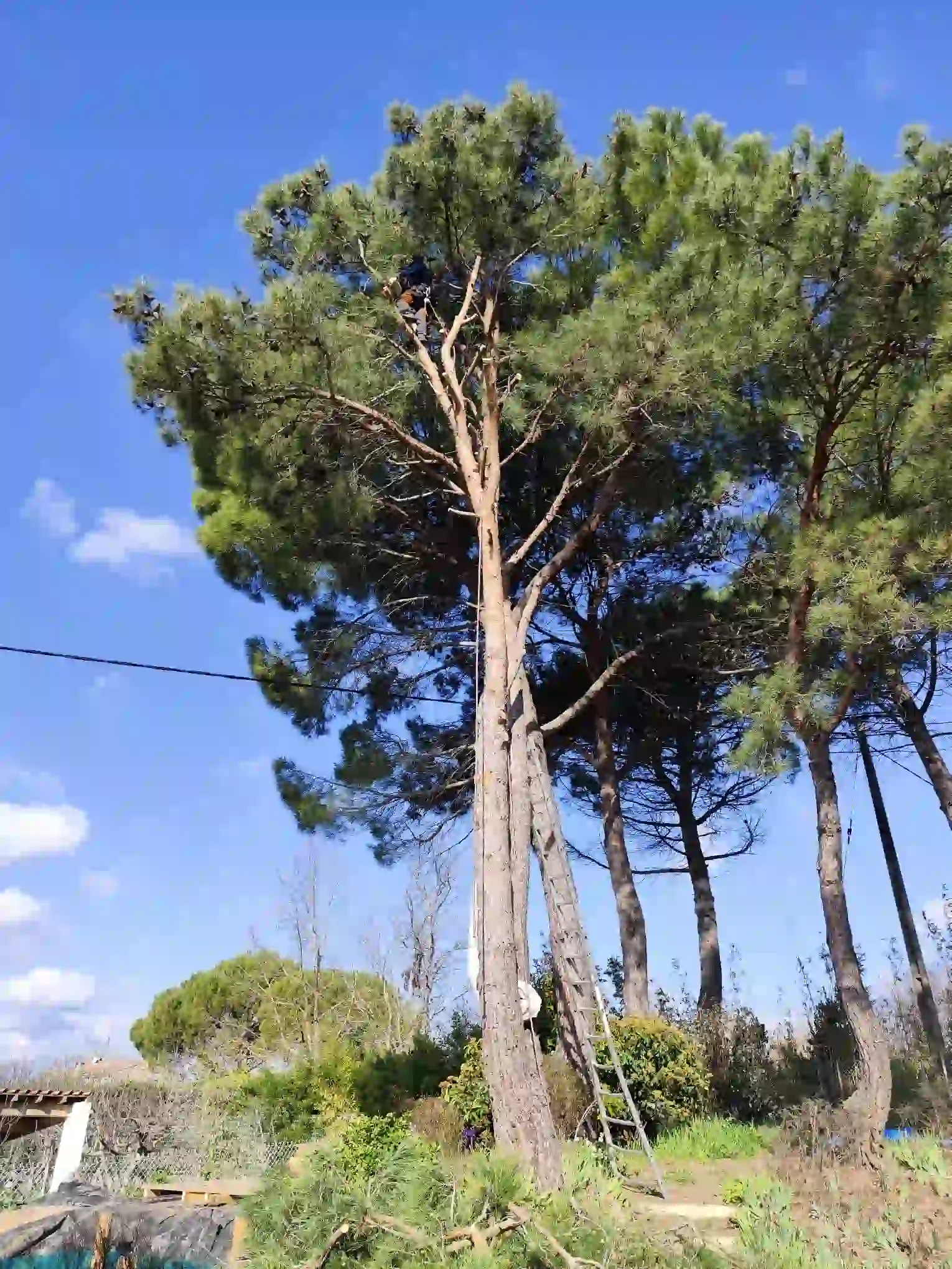 Abattage d'un pin dangereux proche toiture à simiane collongue