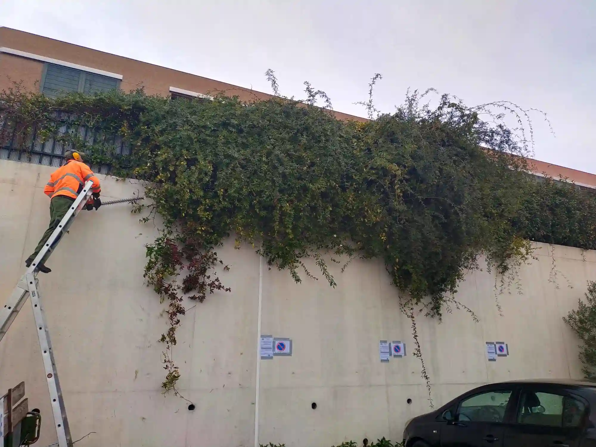 Haie envahissante avant taille à Aix-en-Provence