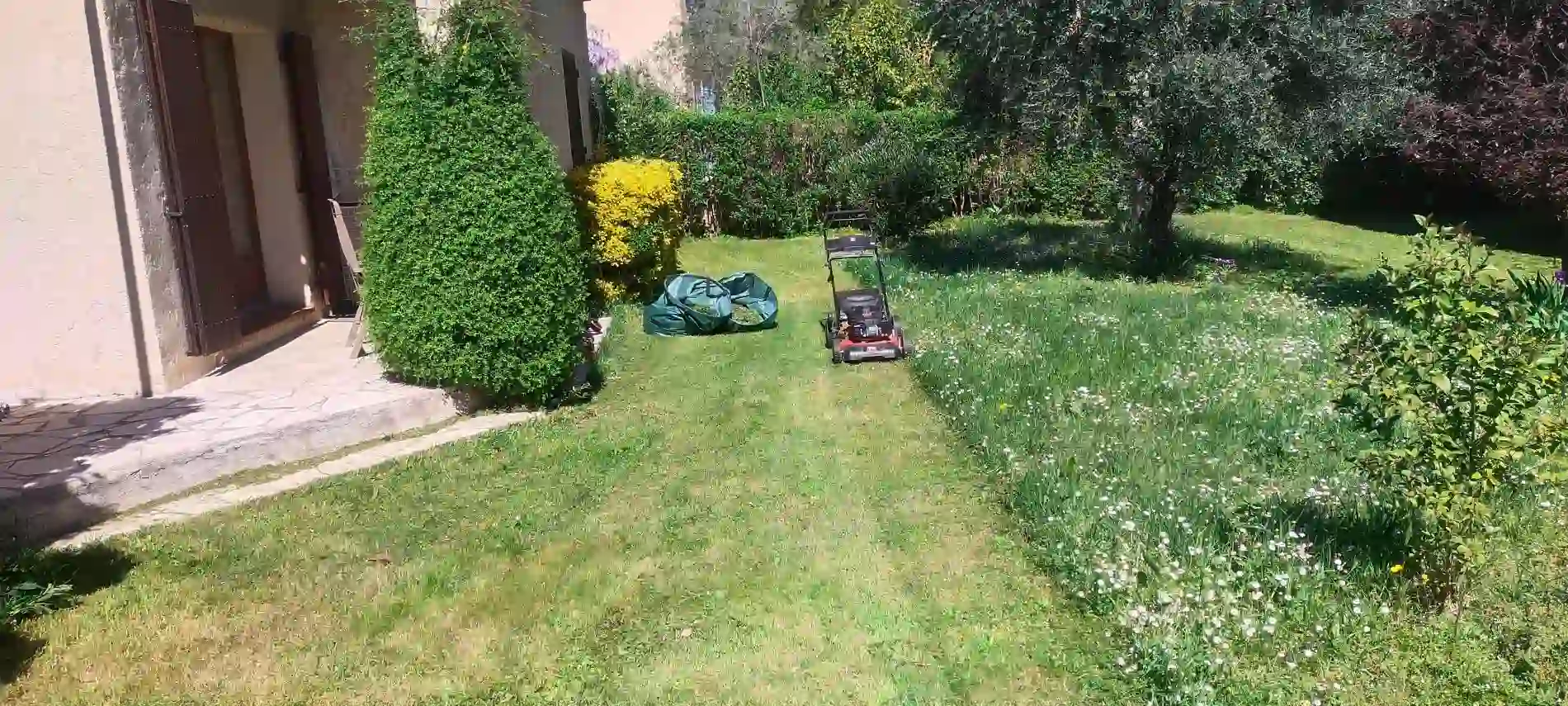 Pelouse non entretenue avant tonte à Aix-en-Provence