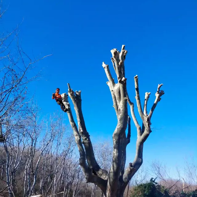 Taille d’un platane à Aix‑en‑Provence par un élagueur grimpeur certifié